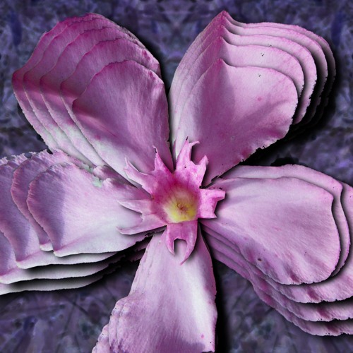 Nerium Oleander