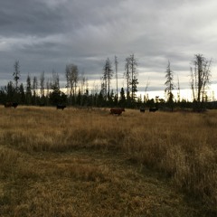 October Rain For Guitar & Violin 2020