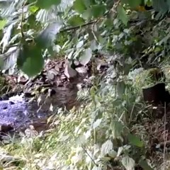 _Rain Sounds_ with no Music 90mins _Sleep Sounds_ ASMR(MP3_320K).mp3