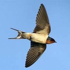 Swallow Fly