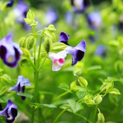 Hương  Văn Mai Hương_Tạ Hiền