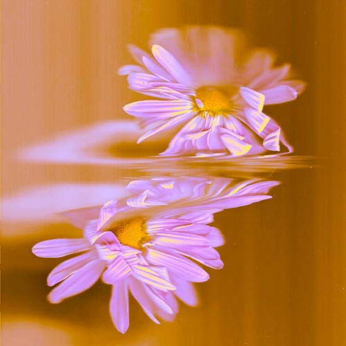 Flowers in Motion - no. 2