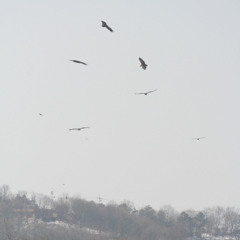 The birds with liberty crossing the void