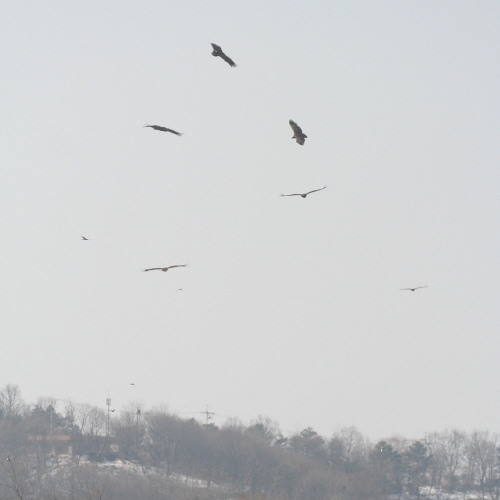 The birds with liberty crossing the void