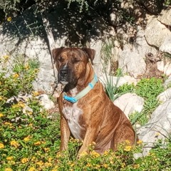 Roger the gardener/ Noviembre 2025