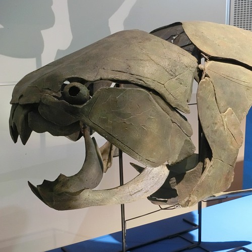 Dankleosteus