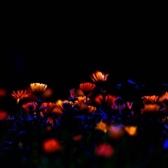 Night Blooming Lies - Melodic Techno Set
