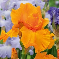 If I Am To Leave Excerpts