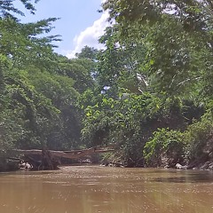 Aura de Amor Fato (Selva Mágica)