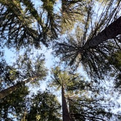 High Tea Humboldt Mix