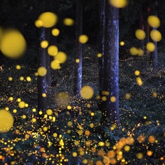 Fireflies