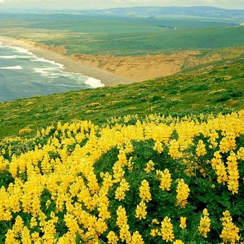 Orchestration of "The Fields are Blooming" / "Die Felder Bluehen" from "Settlers II"