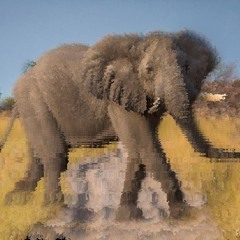 Elephant (hardware performance)