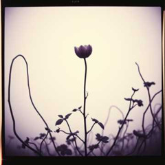 Free Now ✦8 | Gothic Rock - FV