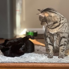 01 REC - 2024 - 07 - 27