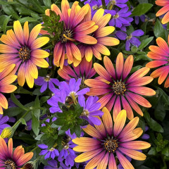 dangerous - madison beer / cover