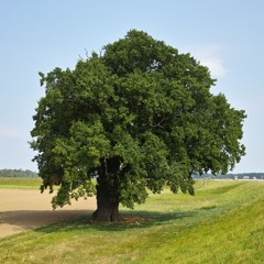 3. Veo árboles que andan. Los apóstoles de la fe