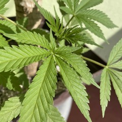 mUziKÄ apRuëBä Đ pUtöz