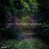 Lost In The Enchanted Woods