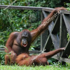 ORANGUTANGABANGIN
