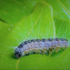 "CATEPILLAR" (2021)