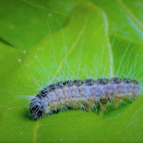 "CATEPILLAR" (2021)