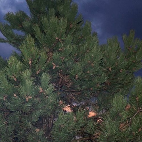 100 Gecs - hand crushed by a mallet, but its just bird sounds