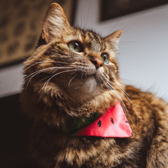 SAMID  - TOSCANA EN LA MONTAÑA - DIC - 13 -2025