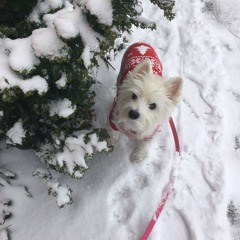 かわいい子犬 52匹 prod.killspires + heroine