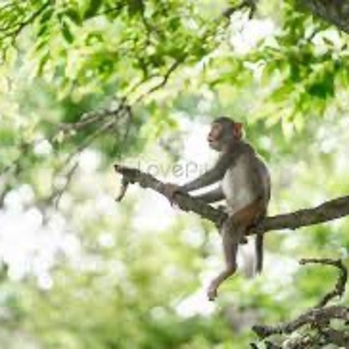 000 Monkey Yard Sess 12th TSP22