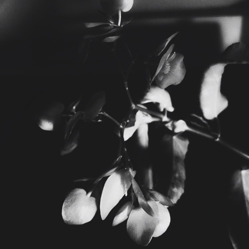 Live recording from Haus Bastian: Listening on Carpets | May '25