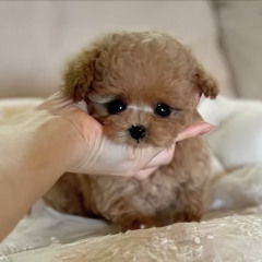 Trusted Micro Teacup Poodle Puppies for Sale in New York | Hand-Selected Japan Teacup Poodles