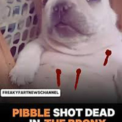 R.I.P. Pibble