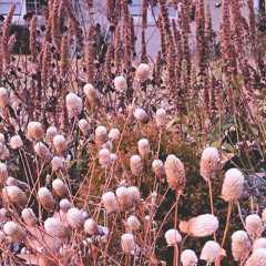 forgot i had ever wilted