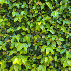 150 | TAS 59 | Trav 112 bpm en 11m