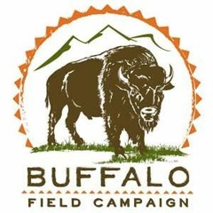 Protecting the Buffalo Relations, Critical Updates, and Native American Solutions