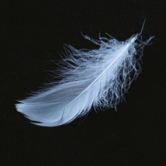 Birds of a Feather – Billie Eilish (Acoustic Cover by olliray)