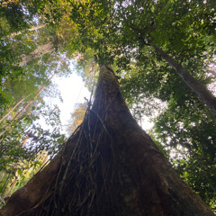 La Verdad de la Selva - (Para Rinquia)