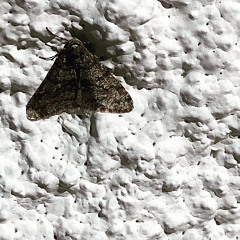 Insane ft Audii Ze$tor