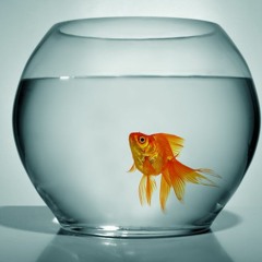 Generation Goldfish