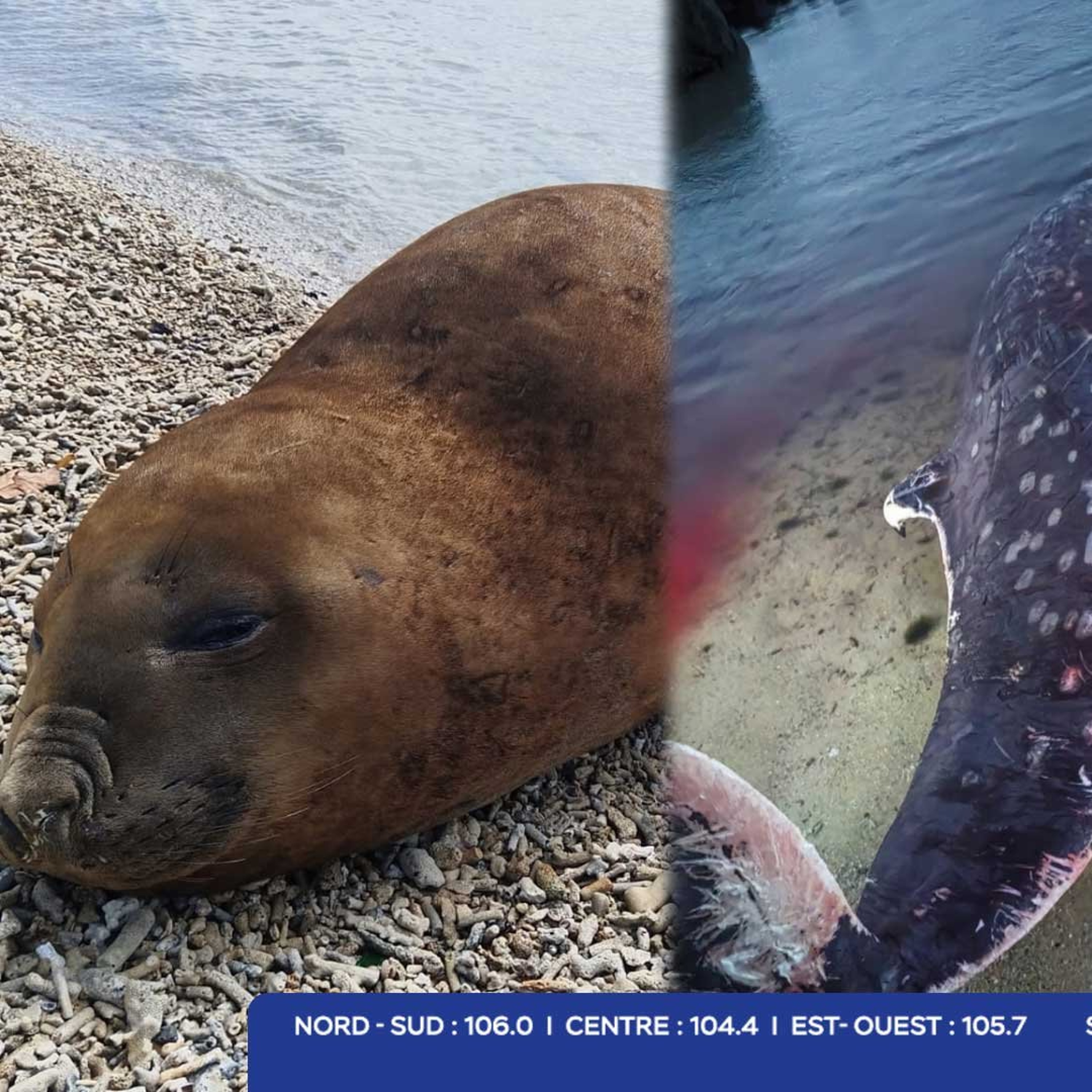 Trois mammifères marins échoués : le ministère mobilise ses équipes episode artwork