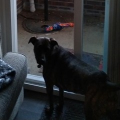 Carolina Breaks - Hound Mix