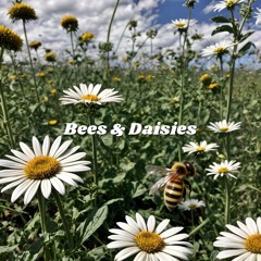 Bees & Daisies - Μέλισσες & Μαργαρίτες