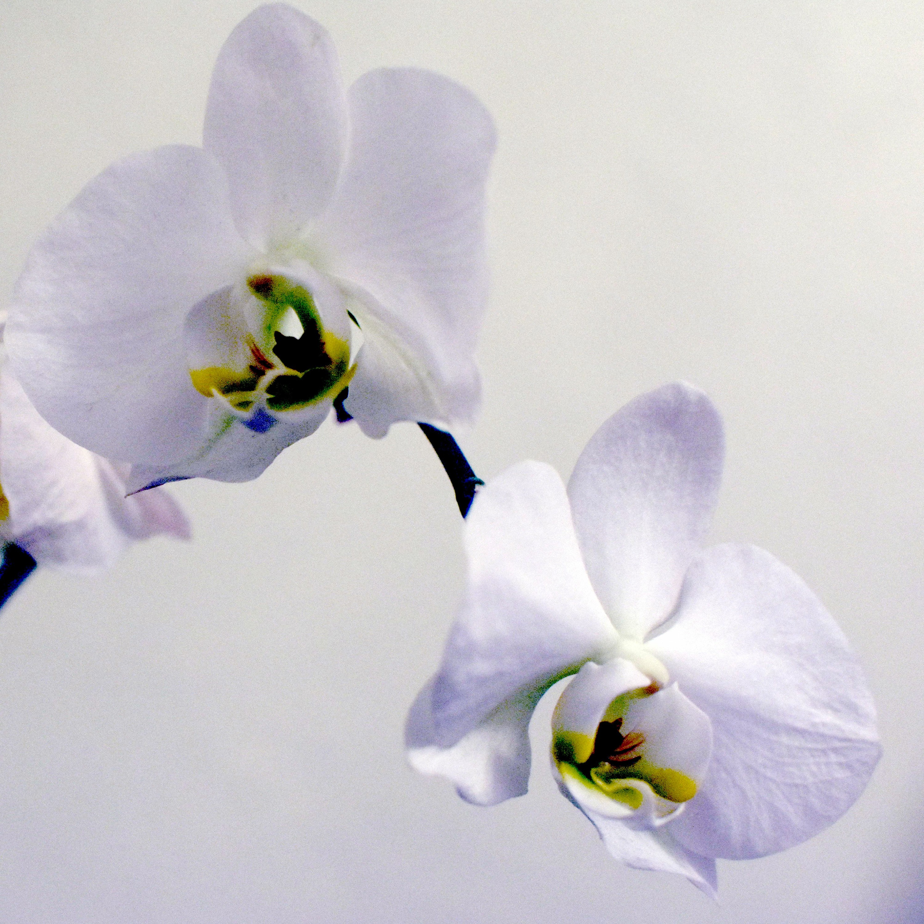Orchid Session episode artwork
