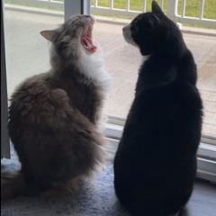 yctmtlr feat. 47hane$