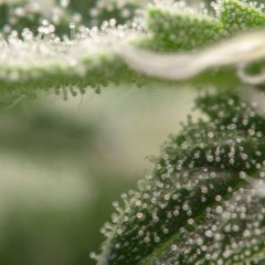 Die Extraktion von Terpenen in der Medizin?
