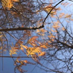 Wandering In Autumn