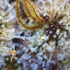 ViBE & DRiVE 2_iSOLATiON_2020