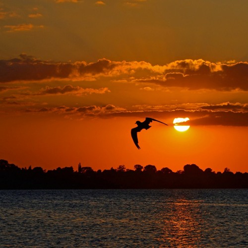Free Like A Gull