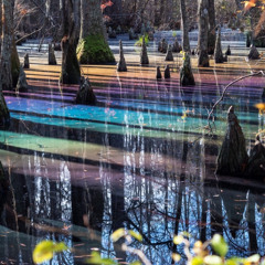Rainbow Swamp